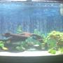 36 gallons planted tank (mostly live plants and fish) - Cichlid live planted