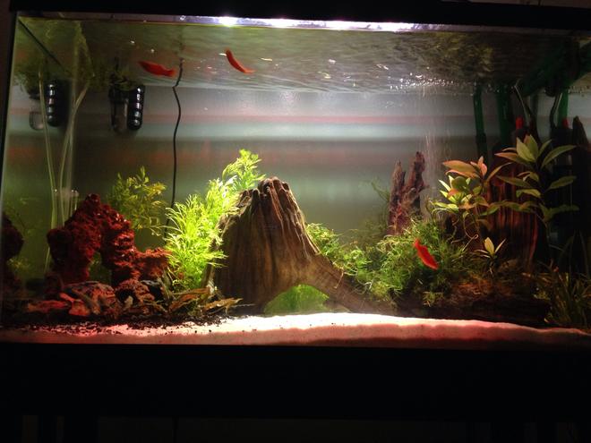 29 gallons freshwater fish tank (mostly fish and non-living decorations) - My 29G tank