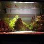 29 gallons freshwater fish tank (mostly fish and non-living decorations) - My 29G tank