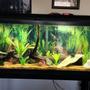 fish tank picture - Nice