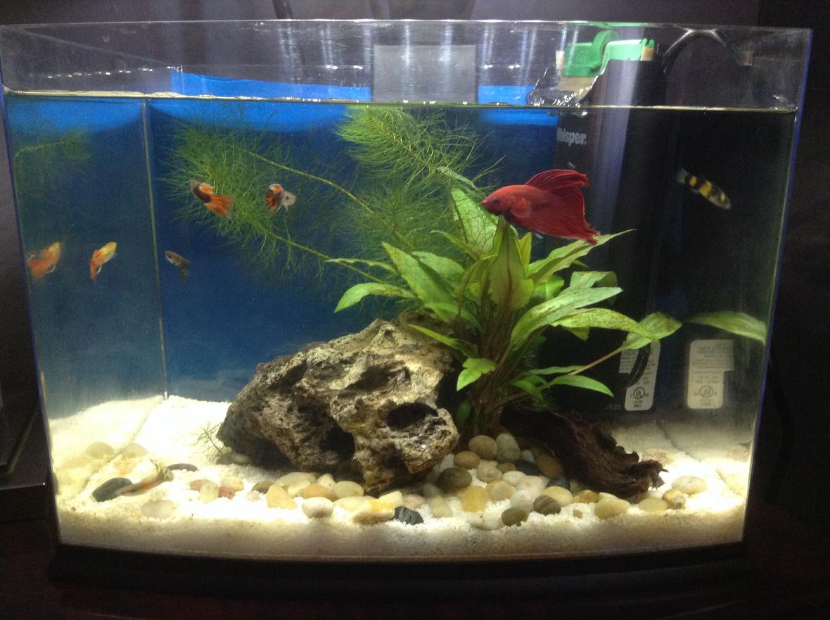 10 gallons planted tank (mostly live plants and fish) - One month old, betta, bumble bee goby, 5 guppies, might purchase 2 bee shrimps and java moss. Tank is cleaned of fish waste daily, water changes every week.