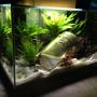 6 gallons planted tank (mostly live plants and fish) -