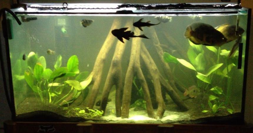 Rated #63: 240 Gallons Freshwater Fish Tank - My display tank