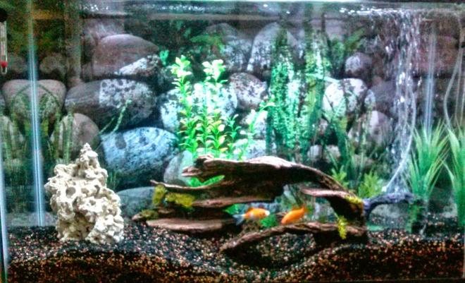 50 gallons freshwater fish tank (mostly fish and non-living decorations)