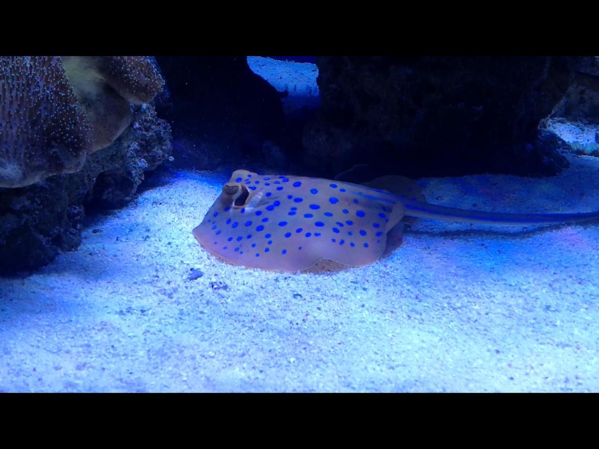 saltwater fish - taeniura lymma - blue dot stingray stocking in 510 gallons tank - Blue spotted ray