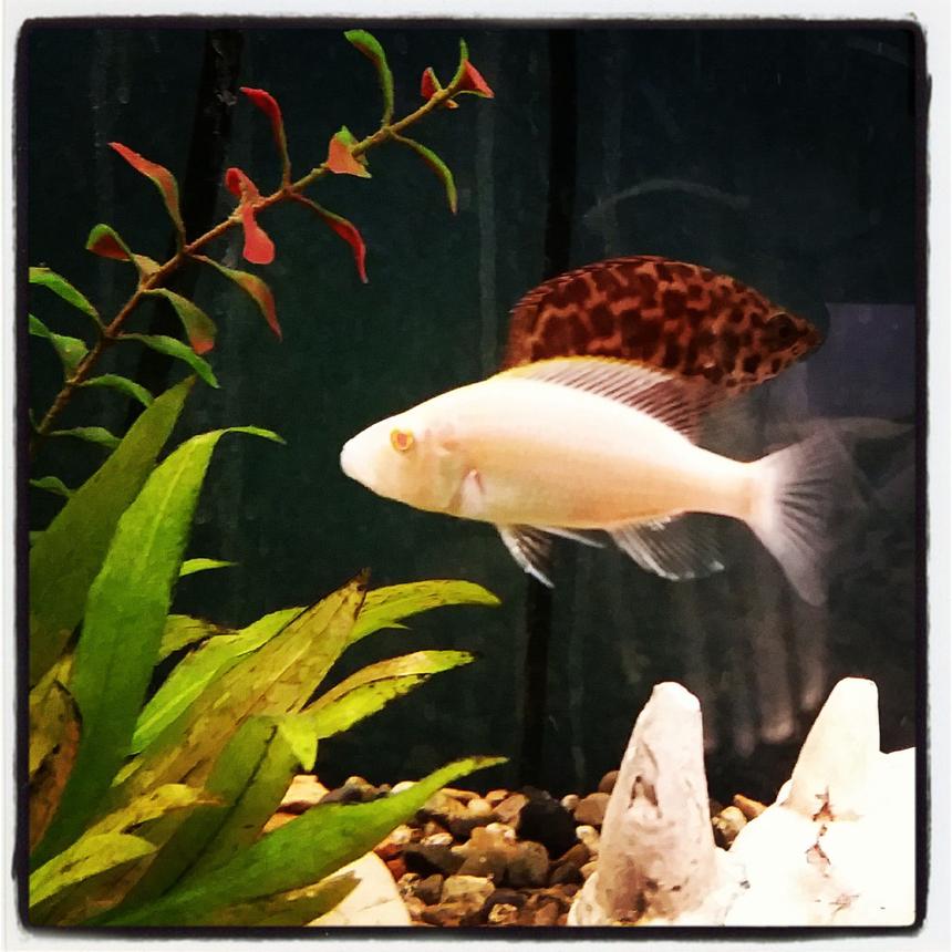 Rated #43: Freshwater Fish - Aulonocara Sp. - Albino Strawberry Peacock Stocking In 85 Gallons Tank - New member