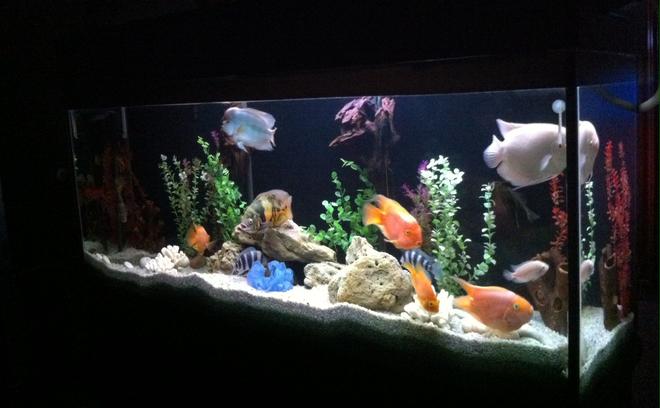 140 gallons freshwater fish tank (mostly fish and non-living decorations) - My fish tank...