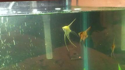 freshwater fish - pterophyllum sp. - platinum angelfish stocking in 135 gallons tank - Got 4 new angel fish. Love them.