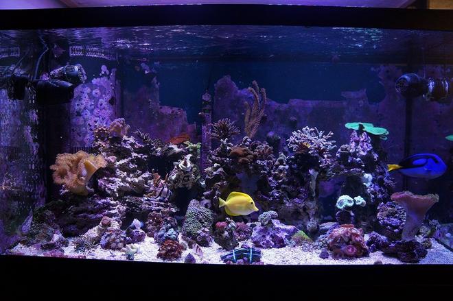 120 gallons reef tank (mostly live coral and fish) - 120 reef updated photo