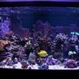 120 gallons reef tank (mostly live coral and fish) - 120 reef updated photo