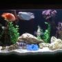 140 gallons freshwater fish tank (mostly fish and non-living decorations) - My fish tank...