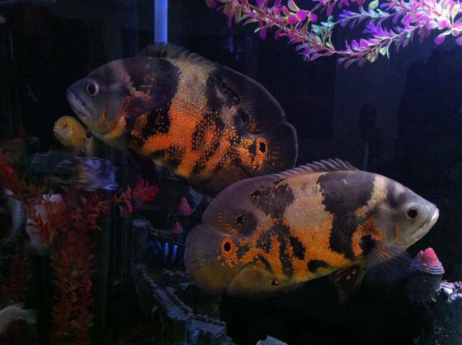 freshwater fish - astronotus ocellatus - tiger oscar stocking in 140 gallons tank - My oscars.