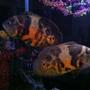 freshwater fish - astronotus ocellatus - tiger oscar stocking in 140 gallons tank - My oscars.