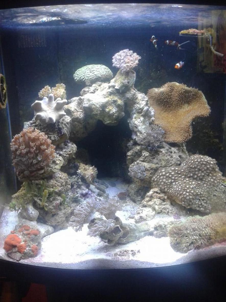 Rated #34: 20 Gallons Reef Tank - Day Lights on 
Currently been running 4 months