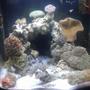 20 gallons reef tank (mostly live coral and fish) - Day Lights on Currently been running 4 months