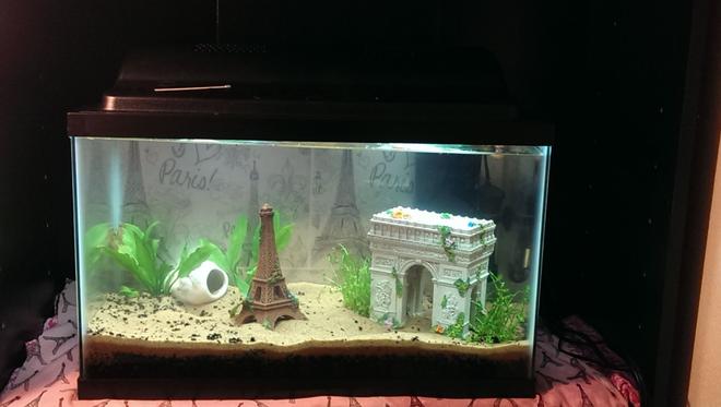 10 gallons freshwater fish tank (mostly fish and non-living decorations) - I just added some more. My Paris 10 gallon tank now includes Eiffel tower, L''arc de Triomphe decorations, and hiding, glow in the dark rock. The plants are Amazon Swords, Anubias Afzelii, and Bacopa. They are planted in a flora max substrate covered with sand. I have background of Paris-themed pictures and I love Paris found on Google. I did not draw it nor take credit for it. There are 2 10 watt flourescents in the hood. There is a tetra whisper 10i filter and then just a regular ol'' heater. No fish yet but will eventually