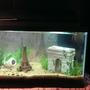 fish tank picture - I just added some more. My "Paris" 10 gallon tank now includes: Eiffel tower, L'arc de Triomphe decorations, and hiding, glow in the dark rock. The plants are Amazon Swords, Anubias Afzelii, and Bacopa. They are planted in a flora max substrate covered with sand. I have background of Paris-themed pictures and "I love Paris" found on Google. I did not draw it nor take credit for it. There are 2 10 watt flourescents in the hood. There is a tetra whisper 10i filter and then just a regular ol' heater. No fish yet but will eventually!