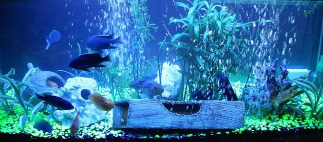 60 gallons freshwater fish tank (mostly fish and non-living decorations) - Happy 1st month!