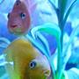 fish tank picture - It takes two to tango!