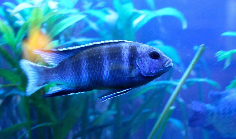 freshwater fish - cyrtocara moorii - blue dolphin cichlid stocking in 60 gallons tank - Fierce malawi!
