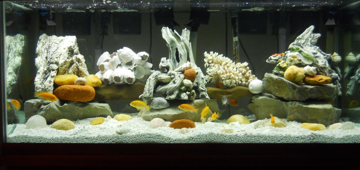 75 gallons freshwater fish tank (mostly fish and non-living decorations) - 75 gallon freshwater tank with multiple cichlids