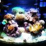 30 gallons reef tank (mostly live coral and fish) - Full tank view