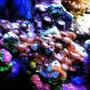 corals inverts - zoanthus sp. - colony polyp, sunrise supernova stocking in 30 gallons tank - Zoas