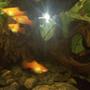 fish tank picture - Sunset platties
