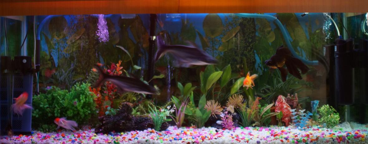 250 gallons freshwater fish tank (mostly fish and non-living decorations) - 100 G Freshwater Tank with some live plants.