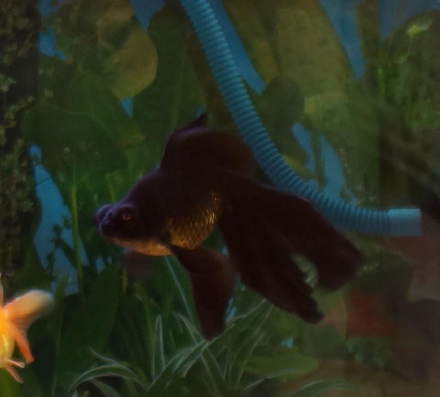 Rated #44: Freshwater Fish - Carassius Auratus - Black Moor Goldfish Stocking In 250 Gallons Tank - My 4 years old Blackmoor.