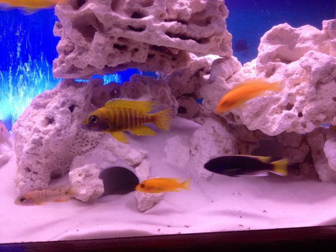 freshwater fish - copadichromis borleyi - yellowfin borleyi cichlid stocking in 55 gallons tank - Cichlids