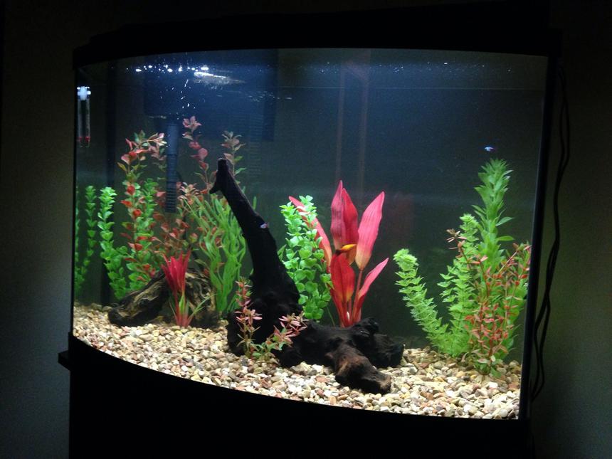 Rated #79: 36 Gallons Freshwater Fish Tank - Newly set up 36 g bow front aquarium! Still working on it but this is the progress so far! Hope you enjoy it as much as I do