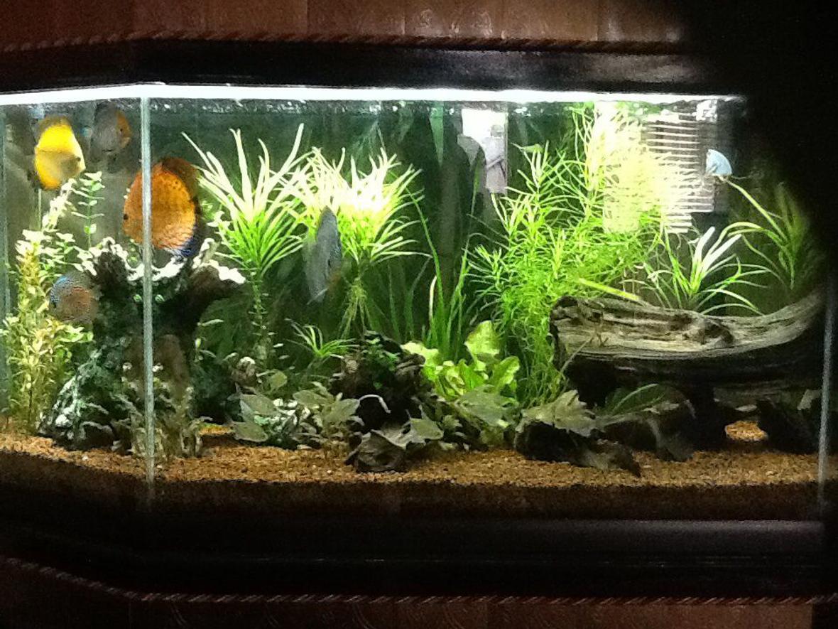 65 gallons freshwater fish tank (mostly fish and non-living decorations) - 65 gal discus tank. Discus, Diamond Tetras, Otos, Bristlenose Plecos, Amano Shrimp