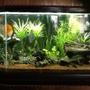65 gallons freshwater fish tank (mostly fish and non-living decorations) - 65 gal discus tank. Discus, Diamond Tetras, Otos, Bristlenose Plecos, Amano Shrimp