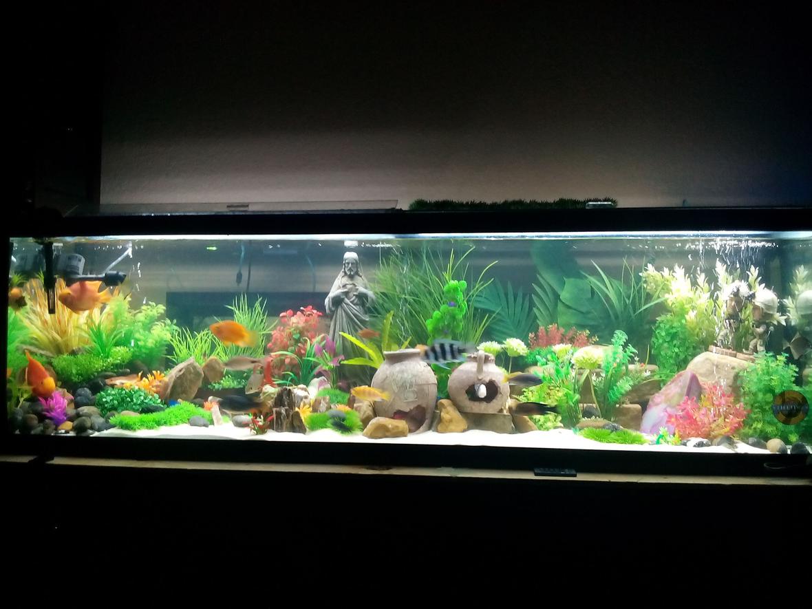 125 gallons freshwater fish tank (mostly fish and non-living decorations) - I did this tank for new born baby girl