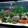 fish tank picture - Hope yall like it