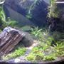 6 gallons planted tank (mostly live plants and fish) - Down the garden path