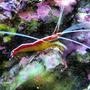 corals inverts - lysmata amboinensis - scarlet skunk cleaner shrimp stocking in 30 gallons tank - Cleaner shrimp