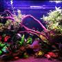 75 gallons freshwater fish tank (mostly fish and non-living decorations) - My planted tank