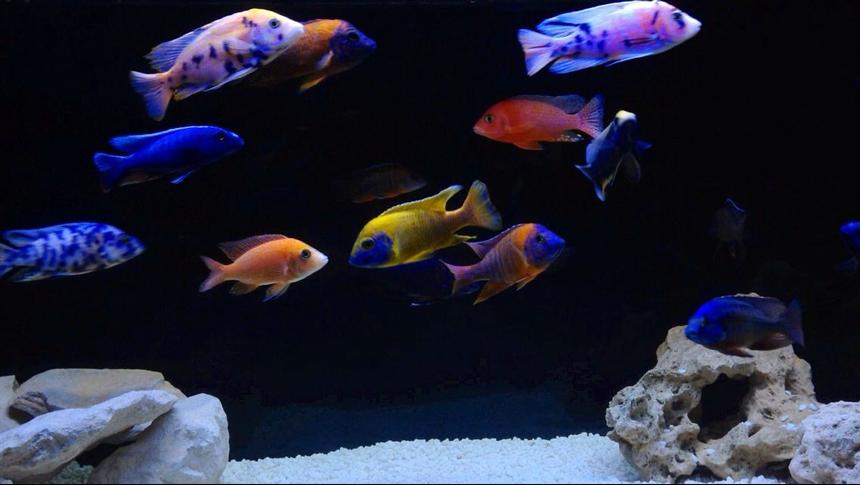 Rated #6: Freshwater Fish - Aulonocara Nyassae Var. - Peacock Cichlid, Orange Blossom Stocking In 120 Gallons Tank - Malawi peacocks