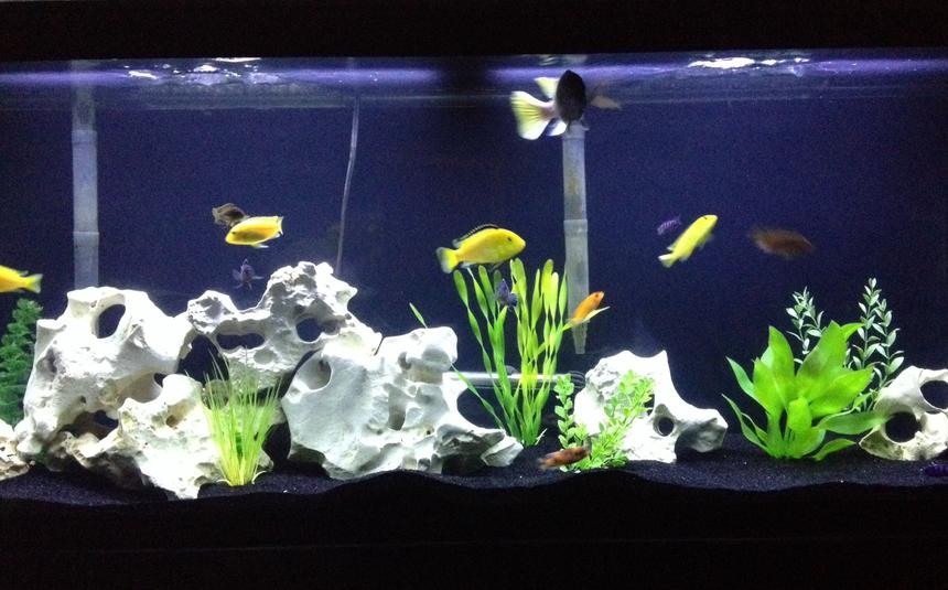 Rated #29: 55 Gallons Freshwater Fish Tank - My Tank