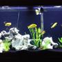 55 gallons freshwater fish tank (mostly fish and non-living decorations) - My Tank