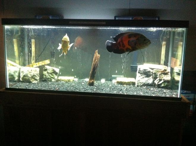 75 gallons freshwater fish tank (mostly fish and non-living decorations) - Bonnie an clyde