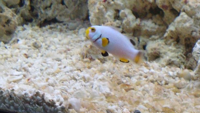 saltwater fish - amphiprion percula - platinum clownfish stocking in 270 gallons tank - Platinum clown