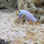 saltwater fish - amphiprion percula - platinum clownfish stocking in 270 gallons tank - Platinum clown