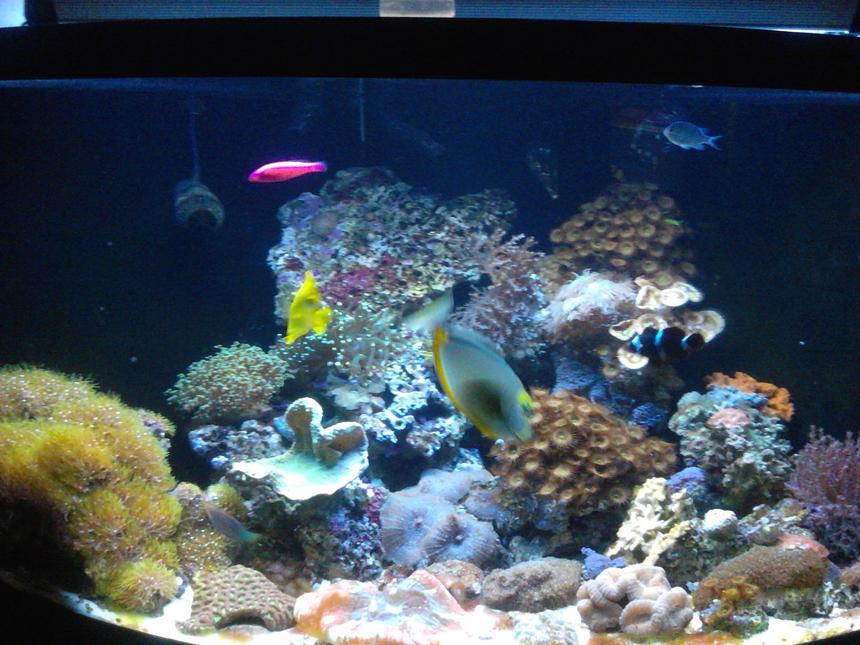 Rated #31: 100 Gallons Reef Tank - 100g corner 1/4 cyl tank n sump