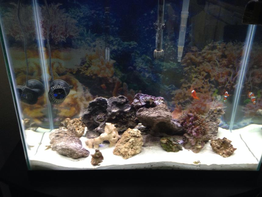 Rated #308: 56 Gallons Saltwater Fish Tank - My tank