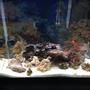 56 gallons saltwater fish tank (mostly fish, little/no live coral) - My tank