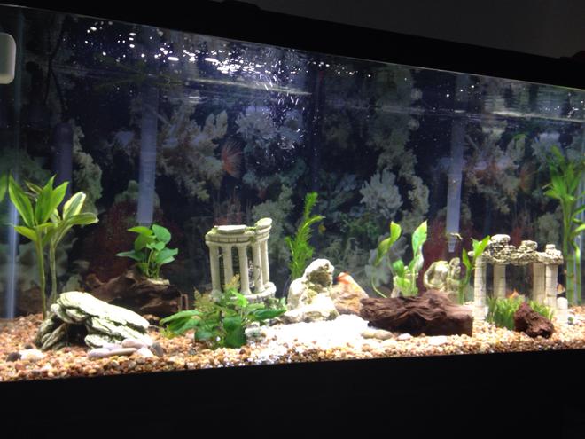 56 gallons freshwater fish tank (mostly fish and non-living decorations) - My second tank 
Fresh water 75 gallon,2 Fluval AquaClear Power Filter for 70 to 110 gallons 500 gph each,  Green Killing Machine Internal UV Sterilizer, fluval planted LED, moon light Current LED, 1 Fluval Q2 Air Pump, live plants live rock and wood I have 7 tiger bars,1 red tailed shark, 1 rainbow shark, 1Pangasius Catfish, 1 bala shark, 1 black ghost knife, 2 Plecostomus I use co2 booster for the plants and plant food, food for the fish, I use frozen food or live worms and flakes. Day lights on about 10 hrs a day  moon light for 4 hr and total darknes for 7.