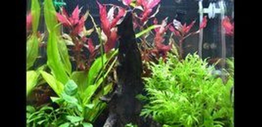 Rated #59: 8 Gallons Planted Tank - Patience. It took 5 months to get to this point.
